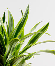 Load image into Gallery viewer, Snake-Plant
