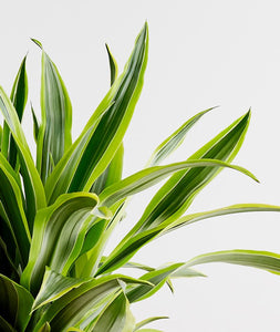 Snake-Plant
