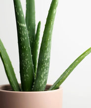 Load image into Gallery viewer, product123#
