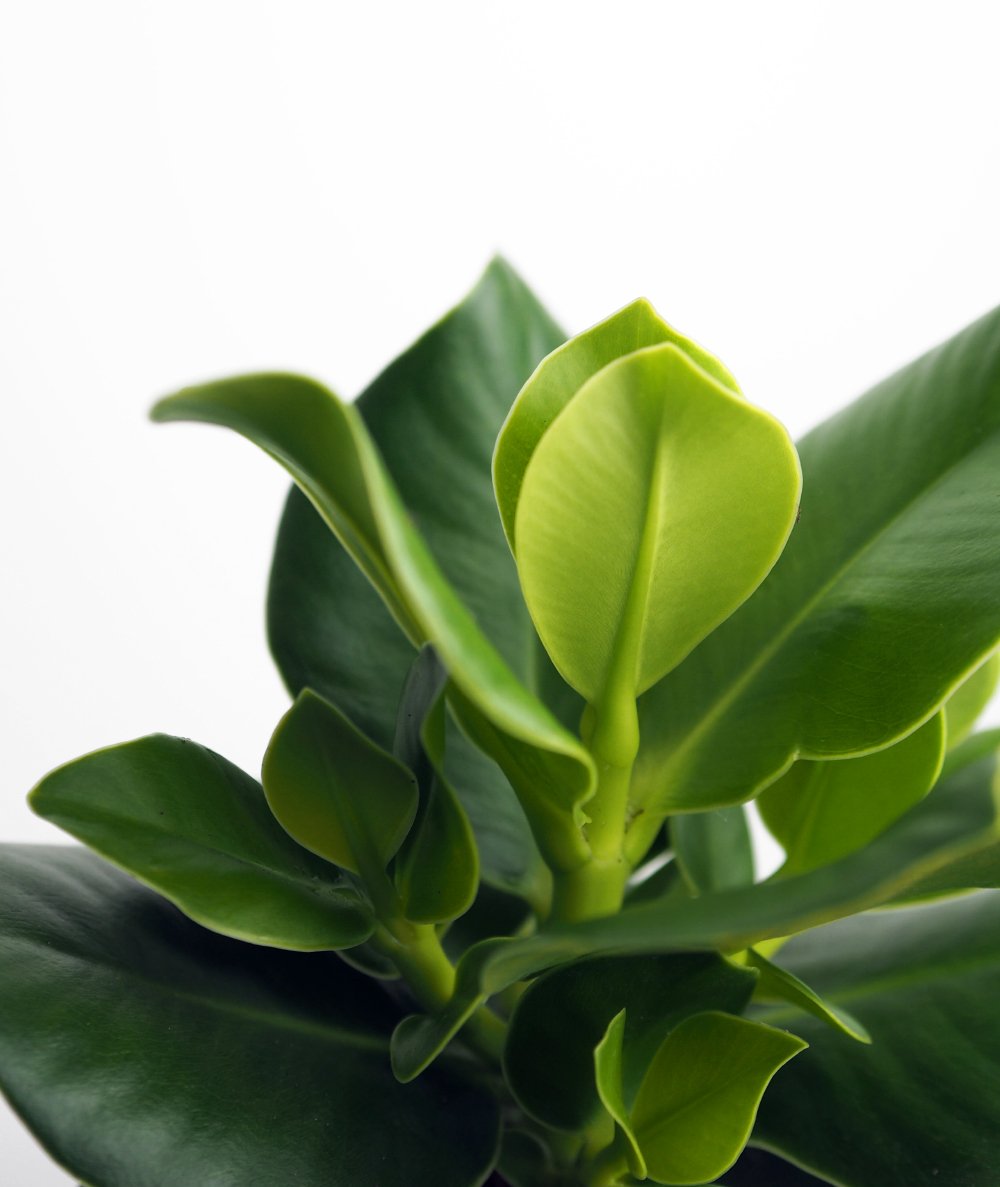 test123