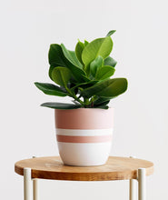 Load image into Gallery viewer, product@321
