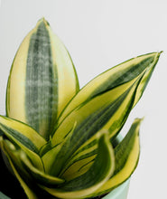 Load image into Gallery viewer, snake-macro
