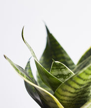 Load image into Gallery viewer, Snake-Plant
