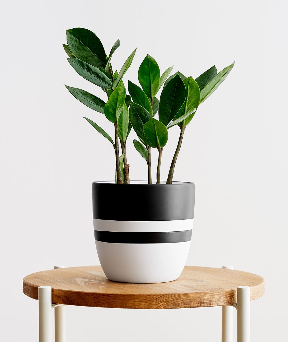 demo product